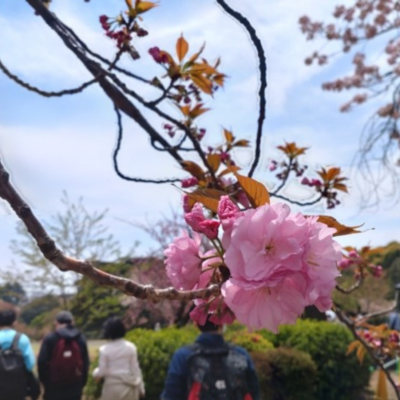 testimonial-jals-japan-zhenyi testimonial-jals-japan-zhenyi